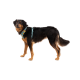 Ein schwarz-brauner Hund, der ein türkisfarbenes Geschirr trägt, steht vor einem weißen Hintergrund und schaut mit einem neugierigen Ausdruck in die Kamera.