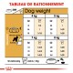 Tableau de guide d'alimentation pour chiens détaillant les portions alimentaires quotidiennes en fonction du poids du chien (4-8 kg) et du niveau d'activité, avec des mesures en grammes et en tasses.