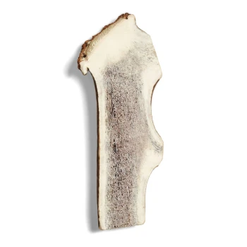 Ein großer, natürlicher Hundeknochen mit einer rauen Textur und einer hellen Farbe, vor einem weißen Hintergrund.