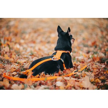 Ein schwarzer Hund mit einem orangefarbenen Geschirr liegt auf einem Bett aus Herbstblättern, mit verstreutem Laub im Hintergrund.