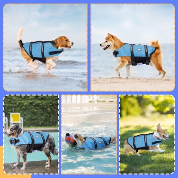 Collage von Hunden in blauen Schwimmwesten: ein Beagle im Wasser, ein Shiba Inu am Strand, ein Australian Shepherd am Pool und ein Corgi, der schwimmt.