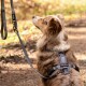 Braun-weißer Hund trägt ein graues Geschirr mit der Aufschrift "STUCH" und schaut an der passenden Leine hoch auf einem Waldweg.