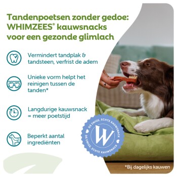 Hond eet een WHIMZEES kauwsnack, Nederlandse kop: 'Tandenpoetsen zonder gedoe: WHIMZEES kauwsnacks'.