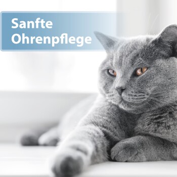 Eine entspannte graue Katze, die auf einer Fensterbank liegt, mit dem Text "Sanfte Ohrenpflege" in der oberen linken Ecke, der auf sanfte Ohrenpflege hinweist.