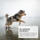 Flasche REAVET Hanföl (Hanföl) für Hunde, 500ml, mit einem glücklichen Hund auf dem Etikett und einem Messbecher mit Öl.