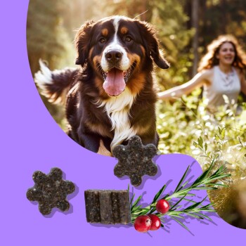 Glücklicher Berner Sennenhund läuft draußen mit hundeförmigen Leckerlis in Blumen- und Quadratform, Rosmarin und Cranberries auf lila Hintergrund.