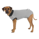 A brown dog wearing a gray pet shirt with black trim, standing on a white background.