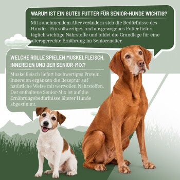 Zwei Hunde (großer, älterer brauner und kleiner weiß-brauner Terrier) mit deutschen Überschriften über Seniorenhundefutter und Muskelfleisch.