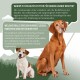 Zwei Hunde (großer, älterer brauner und kleiner weiß-brauner Terrier) mit deutschen Überschriften über Seniorenhundefutter und Muskelfleisch.