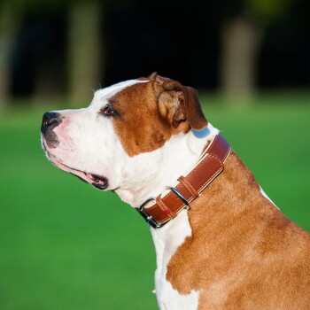 Bruin-witte hond in profiel met een brede bruine leren halsband tegen een vage groene achtergrond