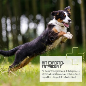 Etikett für ReaVet Multigreen Tabletten für Hunde, mit einem Golden Retriever. Enthält 500 Tabletten mit Spirulina, Chlorella und Gerstengras.