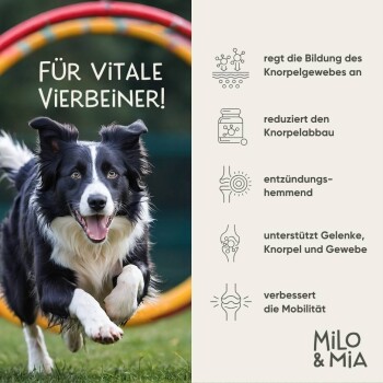 Werbung für ein Hundegelenkpräparat mit einer runden kaubaren Tablette, mit Text, der Zutaten wie Glucosamin, Chondroitin und Antioxidantien beschreibt.