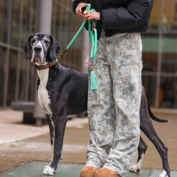 Schwarz-weiße Deutsche Dogge an einer türkisfarbenen Seilleine mit Quaste, steht neben einer Person in grauer Hose.