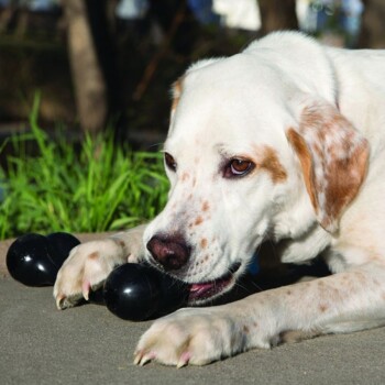 Ein weißer Hund mit braunen Flecken liegt auf dem Boden und kaut auf einem schwarzen Gummispielzeug, umgeben von grünem Gras.
