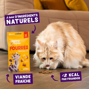Chat crème à poils longs mangeant des friandises à côté d'un sachet jaune ; étiquettes françaises visibles : naturels, viande fraîche, <2 kcal