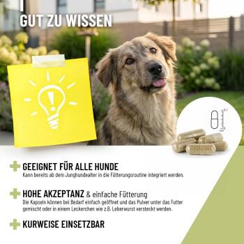 Collage einer Person mit einer flauschigen Katze, einer anderen mit einem Hund und einer Frau mit einem Pferd. Text: "NATURPRODUKTE" und Slogan "Damit es dir gut geht."