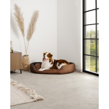 Ein glücklicher braun-weißer Hund ruht sich in einem gemütlichen braunen Hundebett aus, umgeben von modernem Dekor, einschließlich eines geflochtenen Pflanzenhalters und eines großen Fensters.
