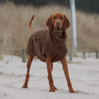 Ein brauner Hund, der einen gemütlichen, übergroßen braunen Kapuzenpullover trägt, steht an einem sandigen Strand, mit hohem Gras und einem Pfosten im Hintergrund.