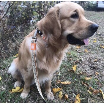 Golden Retriever sitzt draußen, trägt eine gemusterte Leine mit orangefarbenem Anhänger, die Zunge leicht herausgestreckt.