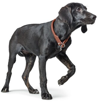 Ein schwarzer Hund mit einem braunen Lederhalsband, der anmutig geht und sein glänzendes Fell und seinen aufmerksamen Ausdruck vor einem weißen Hintergrund zeigt.