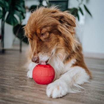 Braun-weißer Hund liegt auf Holzboden und leckt einen roten Gummispielball, Zimmerpflanze im Hintergrund unscharf.
