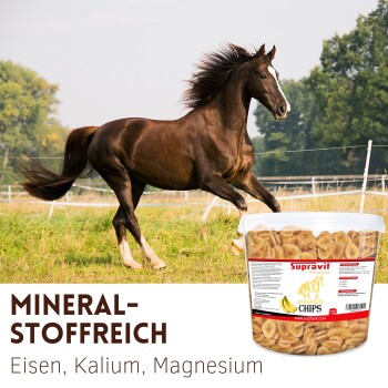 Braunes Pferd, das auf einem Feld neben einem Eimer Supravit Bananenchips Pferdeleckerlis läuft, gekennzeichnet als mineralstoffreich mit Eisen, Kalium, Magnesium.