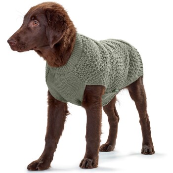 Ein brauner Hund, der einen gemütlichen, gestrickten grünen Pullover trägt, steht vor einem weißen Hintergrund und zeigt sein stylisches Outfit.