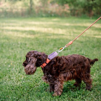 Ein brauner, lockiger Hund, der ein oranges Geschirr trägt, steht auf grünem Gras, an einer Leine befestigt.