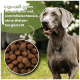 Ein hellbrauner Hund frisst aus einer Edelstahlschüssel; im Bildausschnitt sind braune Kroketten mit Text über hypoallergenes Lamm-basiertes Hundefutter zu sehen.