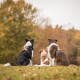 Drei Hunde (schwarz-weiß, hellbraun-weiß Welpe, braun) in orangefarbenen Geschirren sitzen auf dem Gras mit dem Rücken zur Kamera, herbstliche Bäume im Hintergrund.