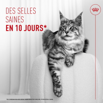 Chat tigré duveteux se prélassant sur une chaise avec texte rouge «Des selles saines en 10 jours*» et logo couronne Royal Canin