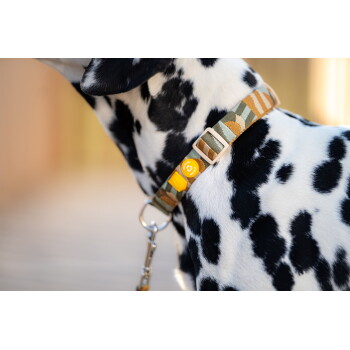 Dalmatiner mit Halsband im Tarnmuster, Metall-Leinenring und gelber Marke mit Pfoten-Symbol.
