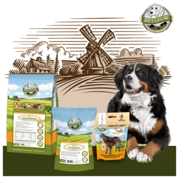 Ein Berner Sennenhund sitzt neben Bellfor-Hundefutterprodukten mit einer Windmühlenkulisse.