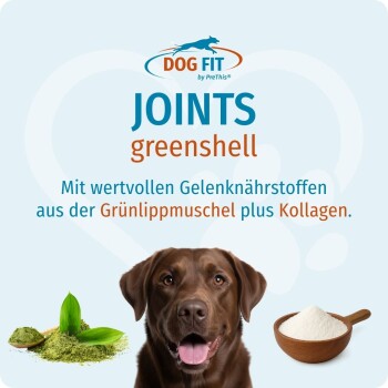 DOG FIT „JOINTS greenshell“ über einem lächelnden braunen Labrador, links grünes Pulver mit Blättern, rechts eine Schale mit weißem Pulver