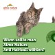 Eine flauschige Katze ruht auf einer grünen Fläche, mit dem Text 'Wann sollte man Almo Nature Anti Hairball wählen?' deutlich angezeigt.