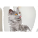 Flauschiges graues Kätzchen mit bernsteinfarbenen Augen leckt sich die Lippen und blickt nach rechts vor hellem Hintergrund.