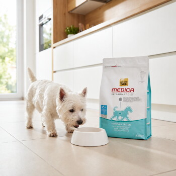 Weißer West Highland Terrier schnüffelt an einer leeren Schüssel neben einem Sack mit hypoallergenem Hundefutter von Select Gold Medica – KI-generiert