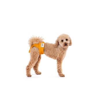 Ein flauschiger, hellbrauner Hund mit einem leuchtend orangefarbenen Geschirr steht vor einem weißen Hintergrund und zeigt sein verspieltes Wesen.