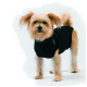 Ein kleiner, flauschiger Hund steht vor einem weißen Hintergrund und trägt ein schwarzes Haustierhemd mit einem grünen Logo an der Seite.