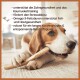 Ein Beagle, der auf einem Stock kaut, mit Text zu den Vorteilen: Zahngesundheit, Stressabbau, Omega-3 für die Haut und Haltbarkeit für anhaltenden Spaß.
