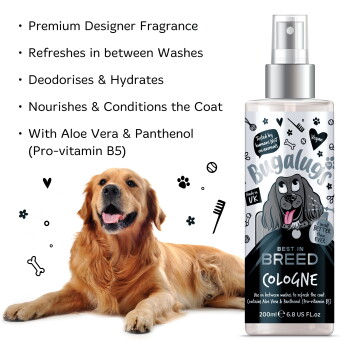 Golden Retriever liegt neben Bugalugs Best in Breed Cologne Sprühflasche mit aufgelisteten Produktvorteilen.