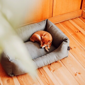 Ein kleiner, zusammengekrümmter Shiba Inu Welpe, der friedlich auf einem grauen Haustierbett schläft, mit Holzboden und warmem Holz-Hintergrund.