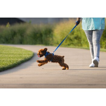 Eine Person führt einen verspielten braunen Pudel an einer blauen Leine auf einem gepflasterten Weg, umgeben von grünem Gras und Pflanzen.