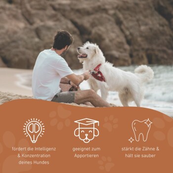 Ein Mann am Strand spielt mit einem glücklichen weißen Hund, der Intelligenz, Apportierfähigkeiten und Zahngesundheit fördert.