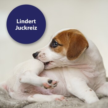 Welpe beißt sich ins Hinterbein, mit blauem Kreis, der den Text „Lindert Juckreiz“ auf hellem Hintergrund enthält.