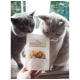 Zwei graue Katzen untersuchen neugierig ein Paket mit der Aufschrift "I love my cat Freeze-Snack" mit Lachsfilet-Leckerlis.