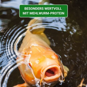 Eine Nahaufnahme eines Koi-Fisches, der im Wasser schwimmt, mit offenem Mund und dem Text "BESONDERS WERTVOLL MIT MEHLWURM-PROTEIN" darüber.