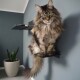 Eine flauschige Maine Coon Katze sitzt auf einem schwarzen Regal vor einer blauen Wand, mit einer grünen Topfpflanze, die darunter sichtbar ist.