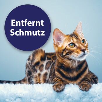 Ein verspieltes graues Kätzchen mit blauen Augen liegt auf einer gemütlichen weißen Decke, teilweise bedeckt. Textüberlagerung lautet "Von Tierärzten empfohlen."