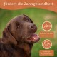 Ein lächelnder brauner Hund fördert die Zahngesundheit mit "fördert die Zahngesundheit" und Symbolen für die Reduzierung von Zahnstein und starke Kaumuskeln.
